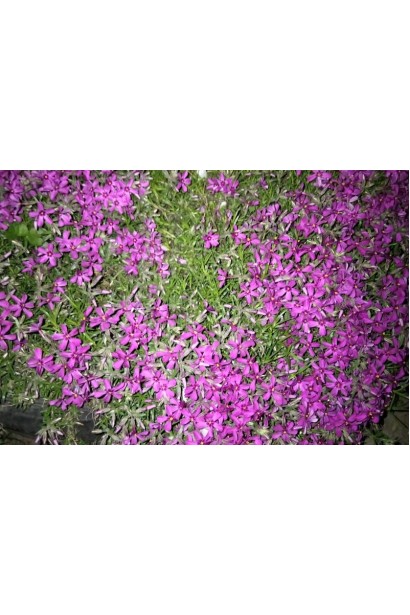 Флокс шиловидний Теміскамінг — килим з малинових квітів у рокарії